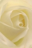 The camera draws you deep into the heart of a North Finchley cream-white rose, as though you're nestled within its folds, enveloped by softness and serenity. Each petal unfurls in a delicate spiral, whisper-light and touched by the suggestion of morning dew-a texture that calls to mind walks through early Finchley gardens. Gentle shadows meander between ivory petals, granting the bloom quiet drama and hypnotic depth. The atmosphere is one of peaceful anticipation, akin to the hush of a North Finchley morning before the shops open and the day unfolds. This rose carries an unmistakable sense of reverence, making it ideal for conveying sympathy, heartfelt admiration, or the promise of new beginnings. The bloom's subtle, sweet scent lingers faintly-never overpowering but always present, much like the comforting embrace of a well-tended local home. The perspective invites you not only to witness the flower, but also to sense the care and artistry behind every North Finchley floral composition, ensuring that each gift carries the deep emotion intended for its recipient.